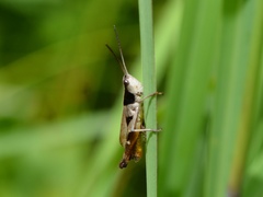 Chloealtis conspersa