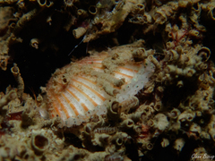 Aequipecten opercularis