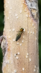 Agrilus smaragdifrons