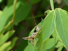 Chloealtis conspersa