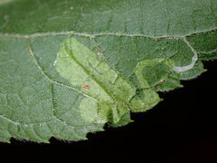 Phyllonorycter celtisella