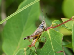 Chloealtis conspersa