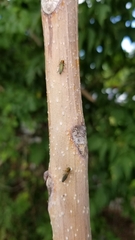 Agrilus smaragdifrons