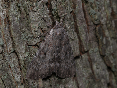 Judith's Underwing photo 5