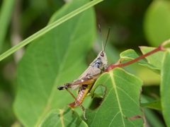 Chloealtis conspersa