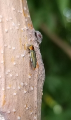 Agrilus smaragdifrons