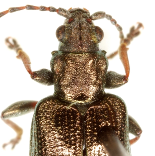 Donacia caerulea Olivier, 1795