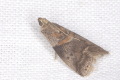 Acrobasis caryae