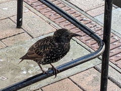 Sturnus vulgaris