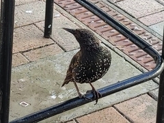 Sturnus vulgaris