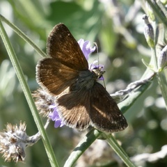 Erynnis tages