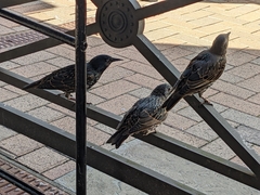 Sturnus vulgaris