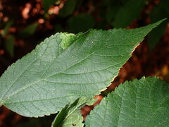 Phyllonorycter celtisella