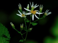 Eurybia chlorolepis