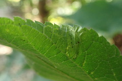 Phyllonorycter celtisella