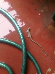 Elgaria multicarinata