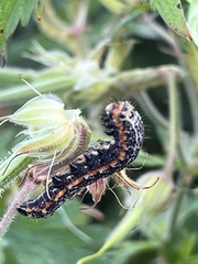 Pyrrhia exprimens