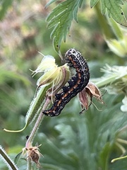 Pyrrhia exprimens