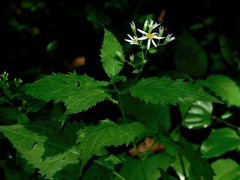 Eurybia chlorolepis