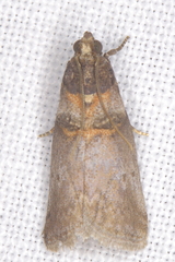 Acrobasis caryae