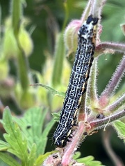 Pyrrhia exprimens