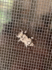 Leptostylus asperatus