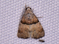 Cobubatha dividua