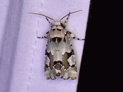 Emarginea percara