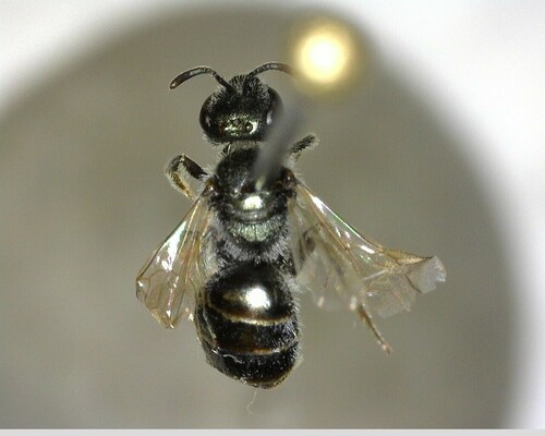 iNaturalist observation photo of Incomplete Sweat Bee