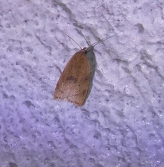 Coelostathma parallelana