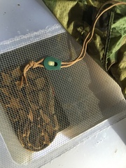 Lachesis melanocephala