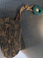 Lachesis melanocephala