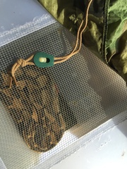 Lachesis melanocephala