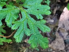 Selaginella harrisii