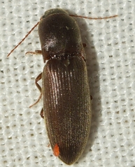 Agriotes sordidus