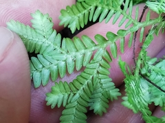 Selaginella harrisii