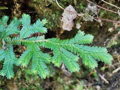 Selaginella harrisii