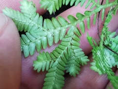 Selaginella harrisii