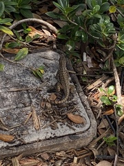 Leiocephalus carinatus