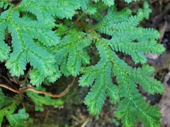 Selaginella harrisii