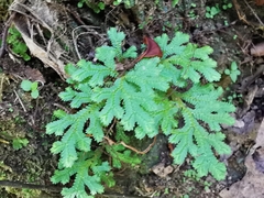 Selaginella harrisii