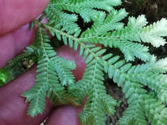 Selaginella harrisii