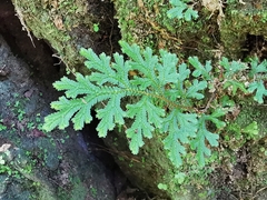 Selaginella harrisii