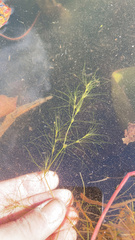 Najas gracillima