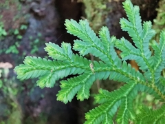 Selaginella harrisii
