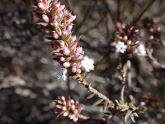 Styphelia attenuata