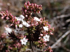 Styphelia attenuata