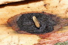 Anoplophora glabripennis