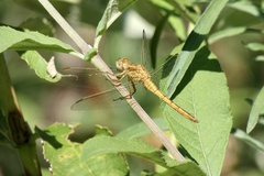 Orthetrum
