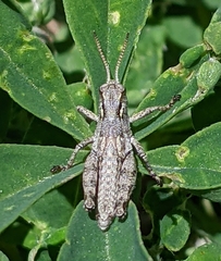 Melanoplus oreophilus